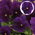 Bild von Viola P9 Grootbloemig Purple